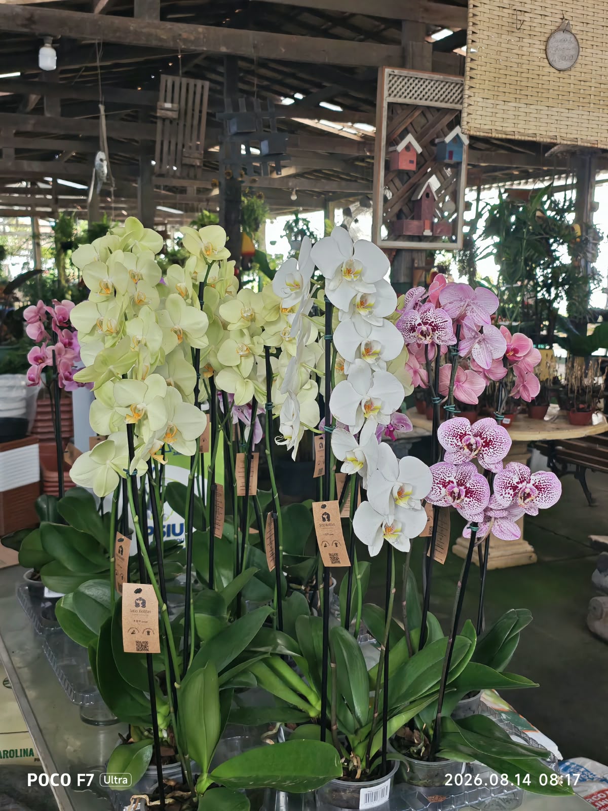 Flores