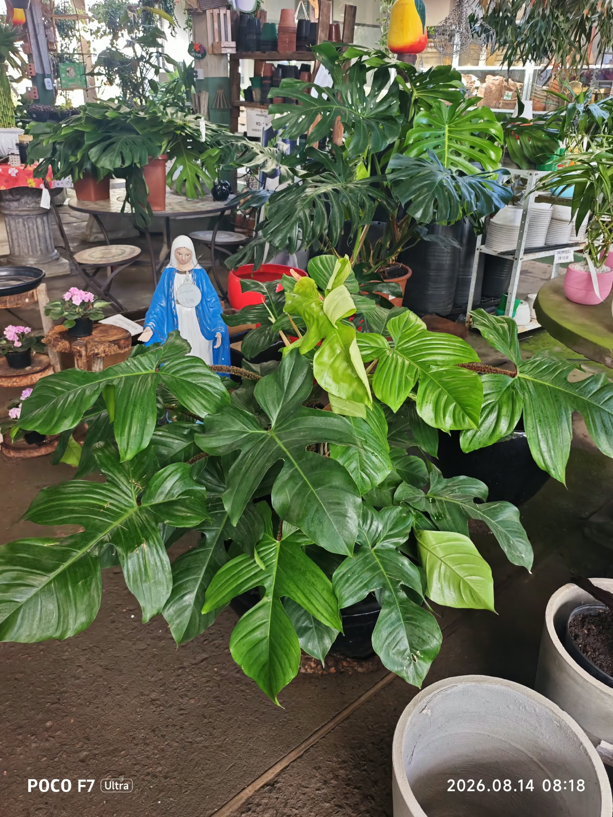 Plantas do Horto do Contorno