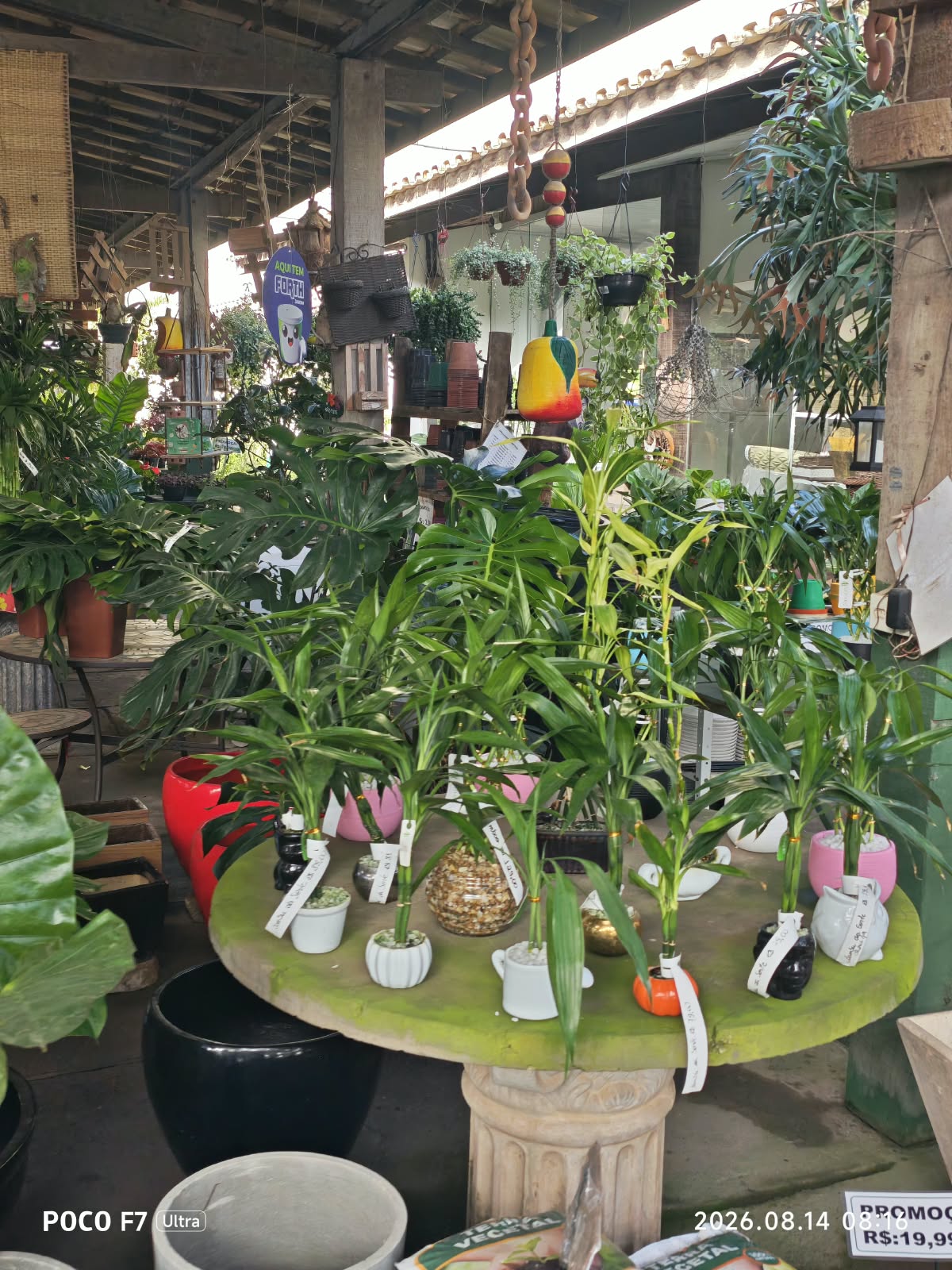 Mini plantas e vasos