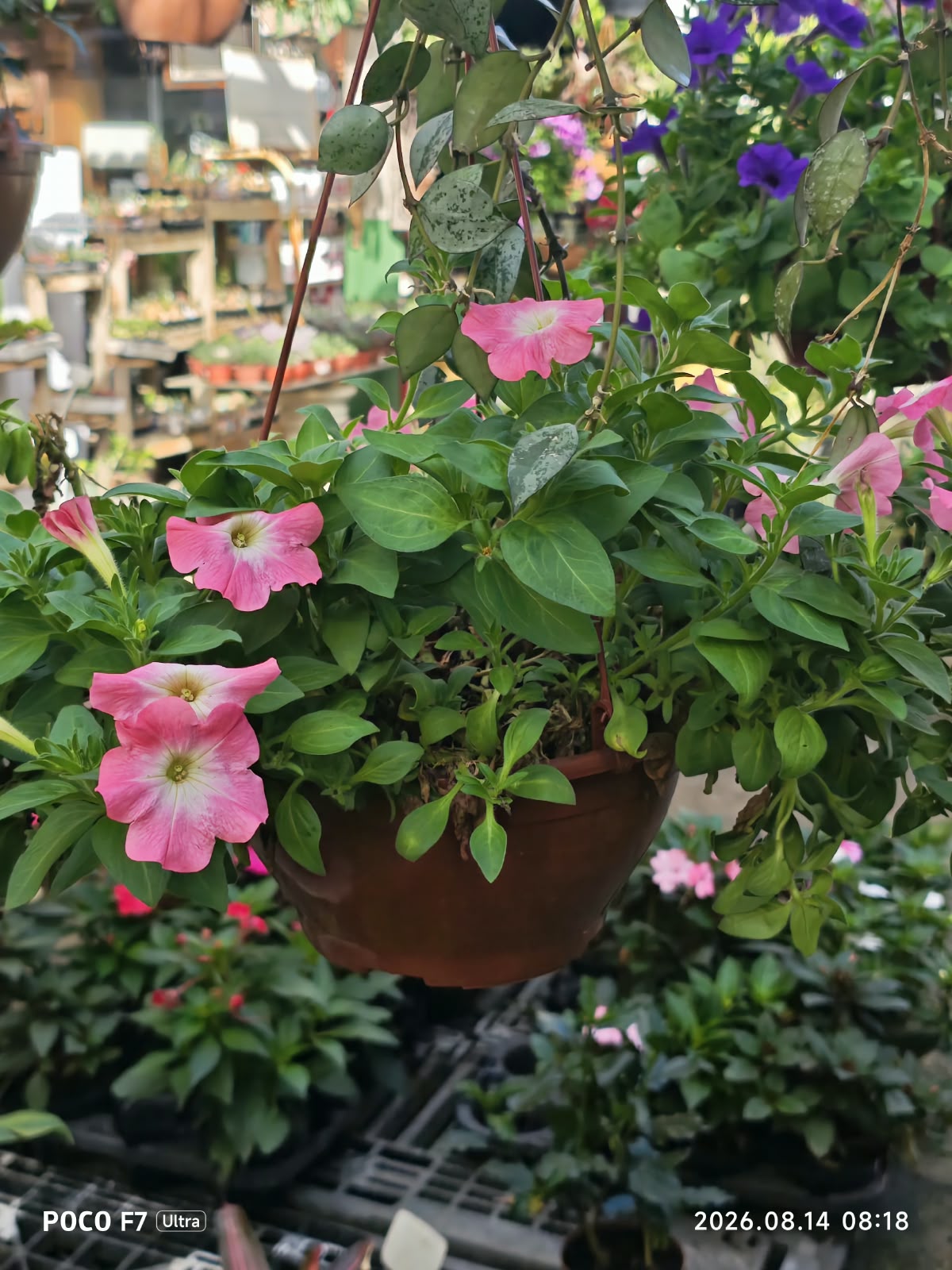 Flores
