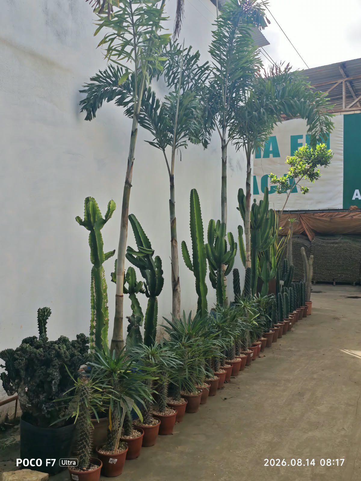Cactos e suculentas
