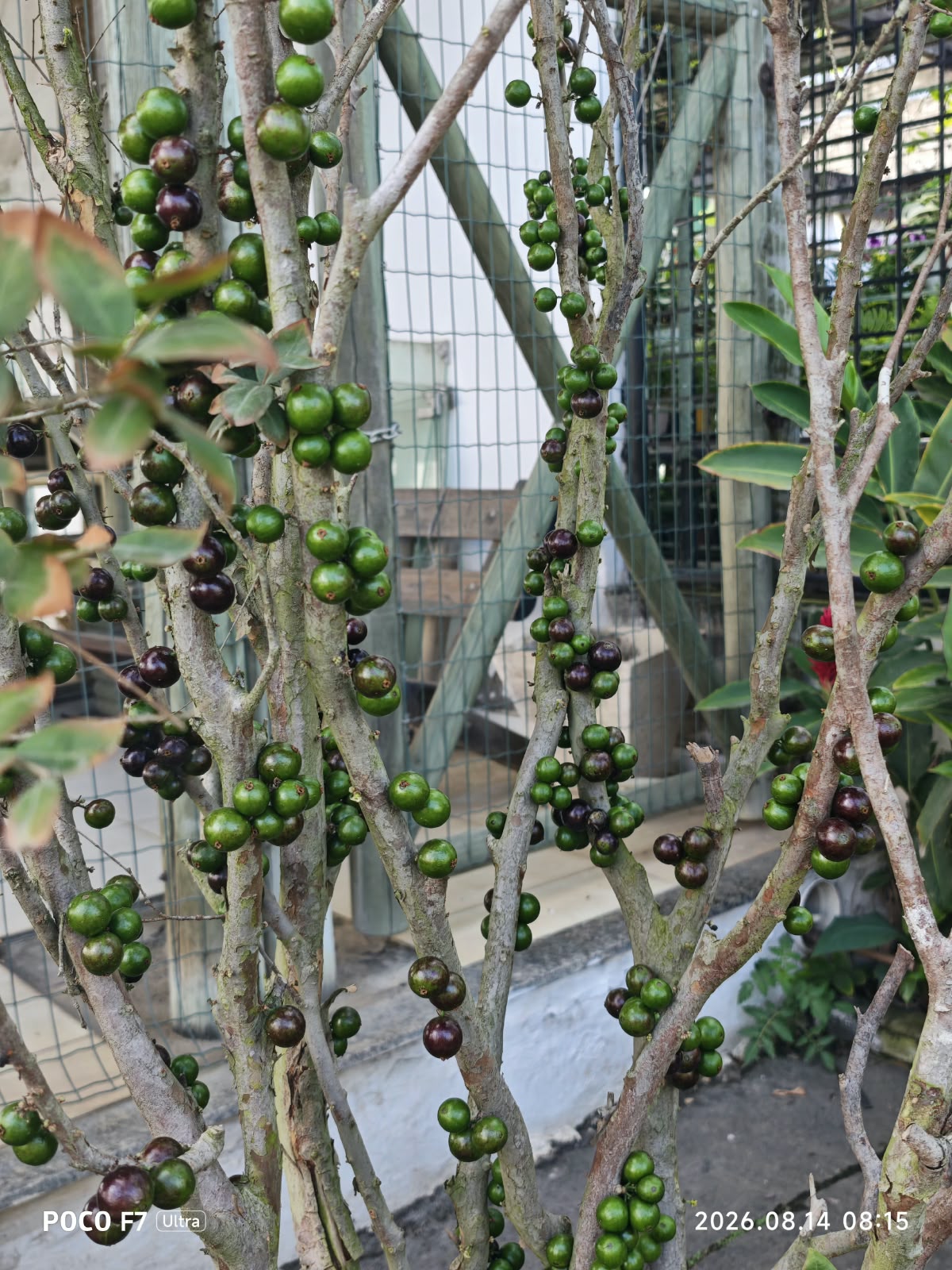 Árvores frutíferas