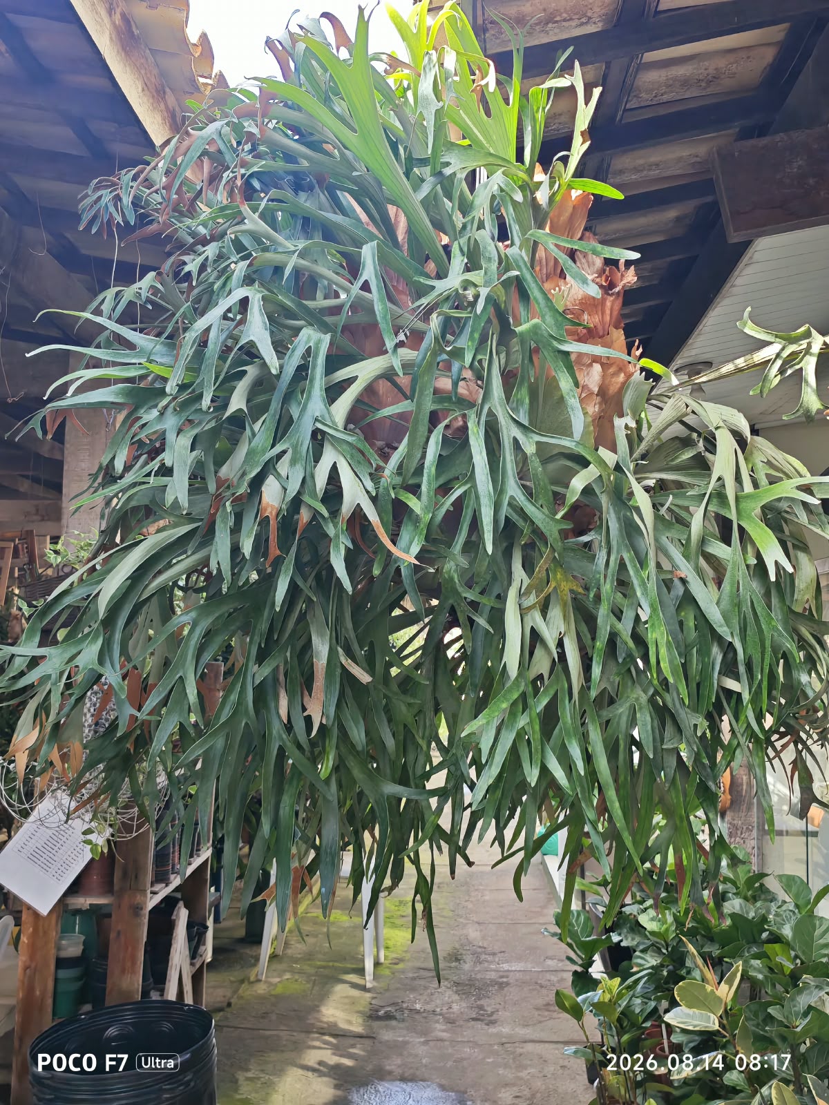 Plantas ornamentais